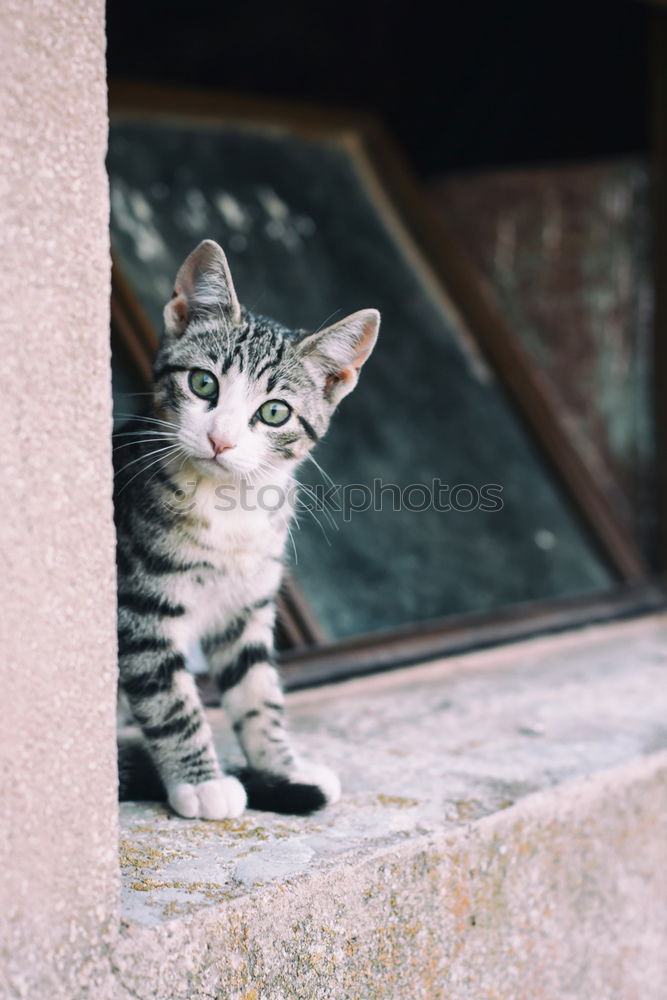 Similar – young cat looks curiously into a pool