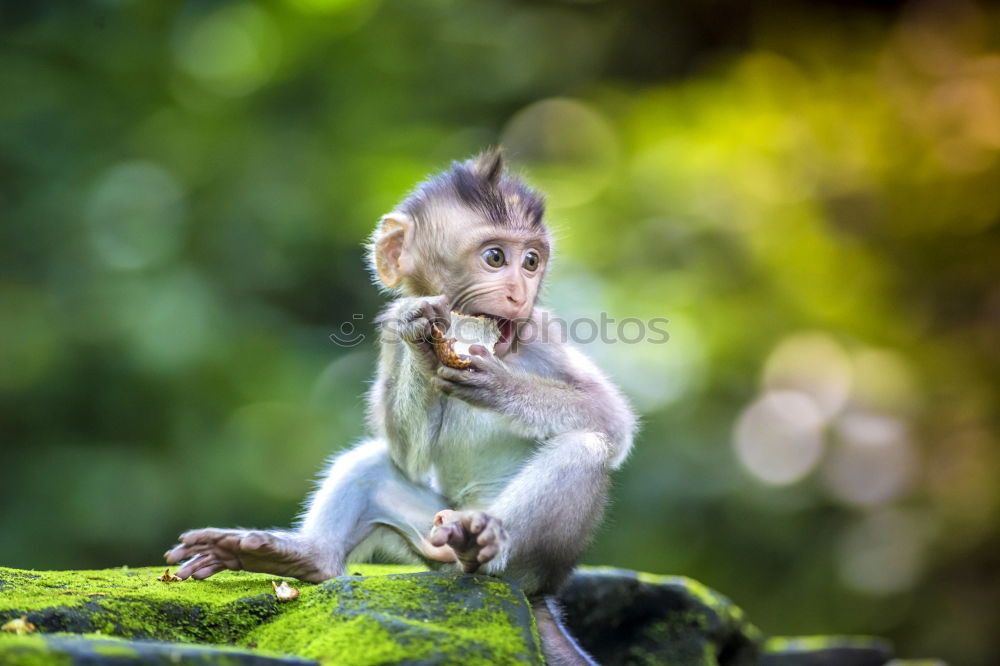 Image, Stock Photo A Wild Monkey Easts A Banana