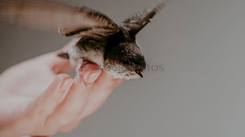 Similar – Hands holding cute black bunny