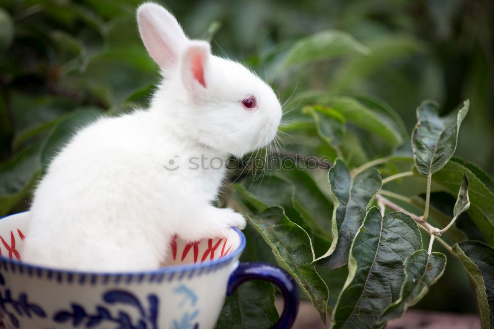 Similar – Image, Stock Photo DANCEhase Gymnastics