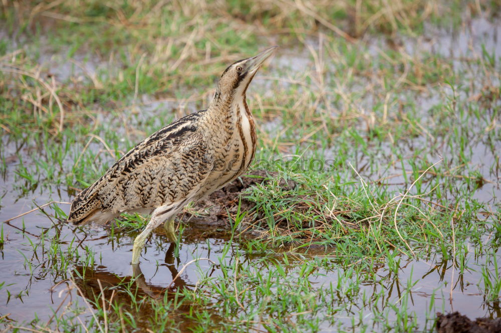 Similar – Image, Stock Photo Green Woodpecker Nature