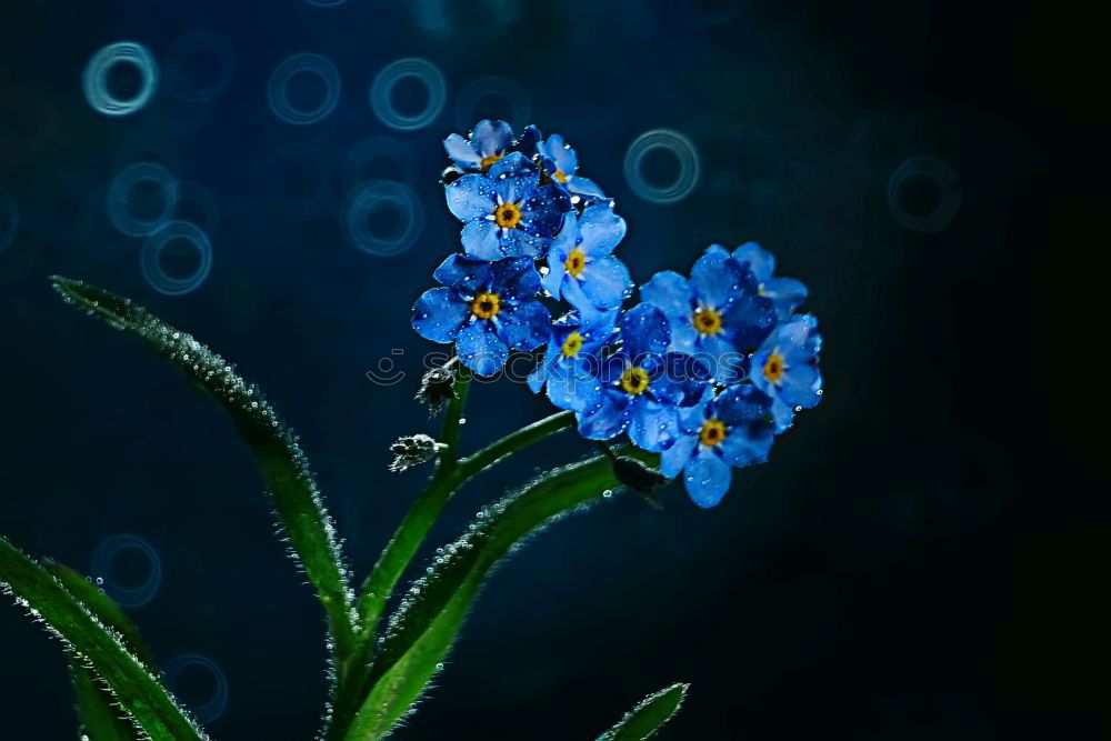 Similar – Image, Stock Photo Forget-me-not swamp, Myosotis palustris