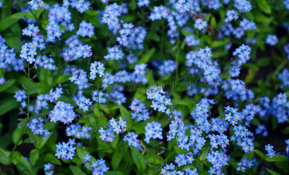 Similar – Blue miracle Flower Spring