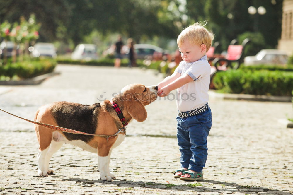 Similar – Image, Stock Photo Boston Terrier and boy