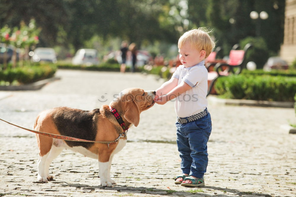 Similar – Image, Stock Photo Boston Terrier and boy