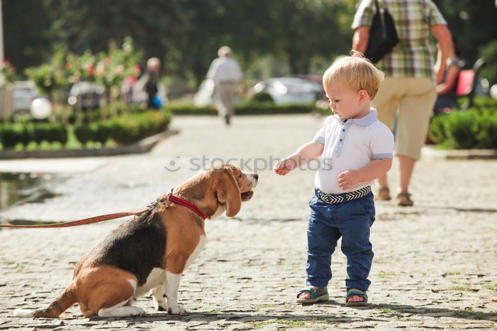 Similar – Image, Stock Photo Boston Terrier and boy