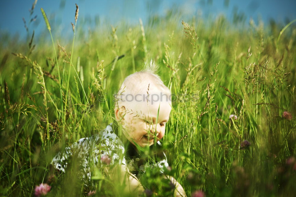 Similar – Image, Stock Photo in the cornfield