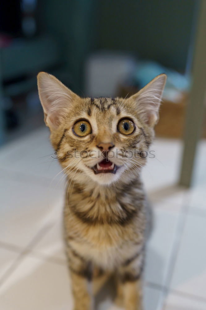 Image, Stock Photo Funny Cute Cat Portrait