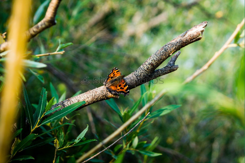 Similar – Peacock Butterfly