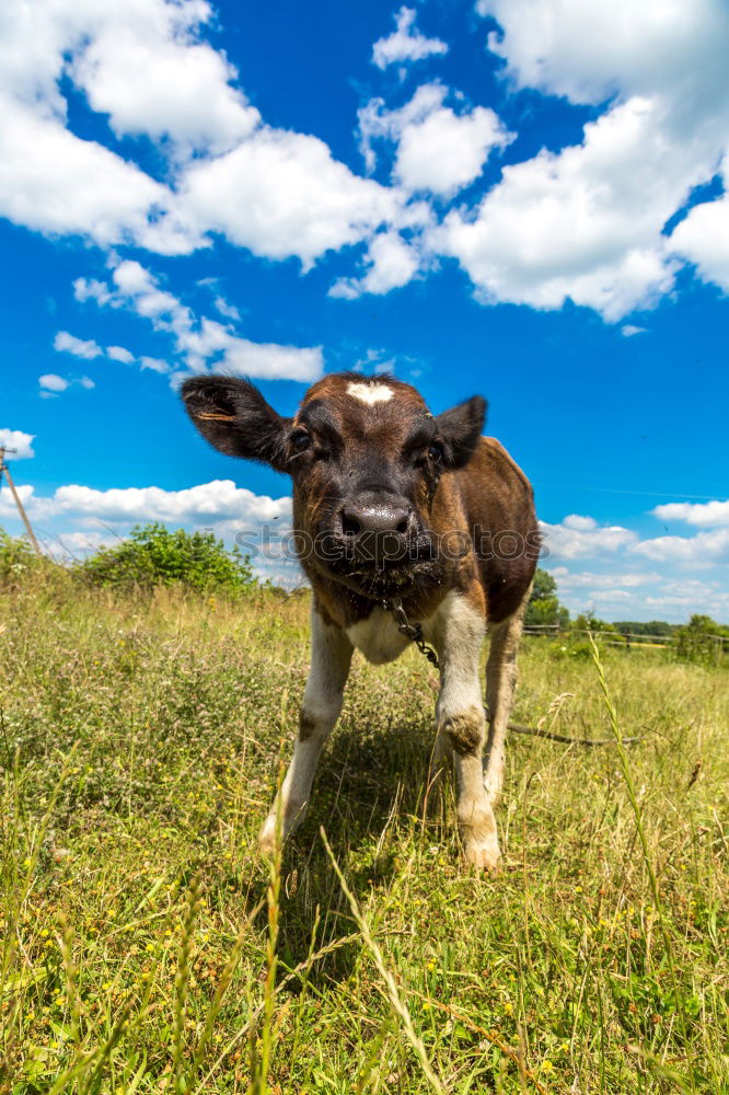 Similar – on the mountain pasture