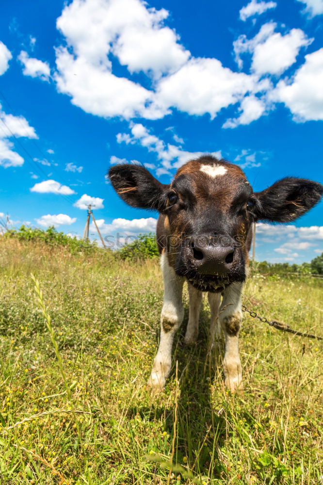 Similar – Allgäu cow Cow Summer