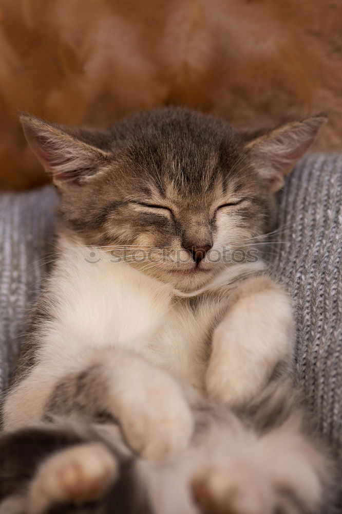 Similar – Image, Stock Photo Lotta at 30° C Cat Fatigue