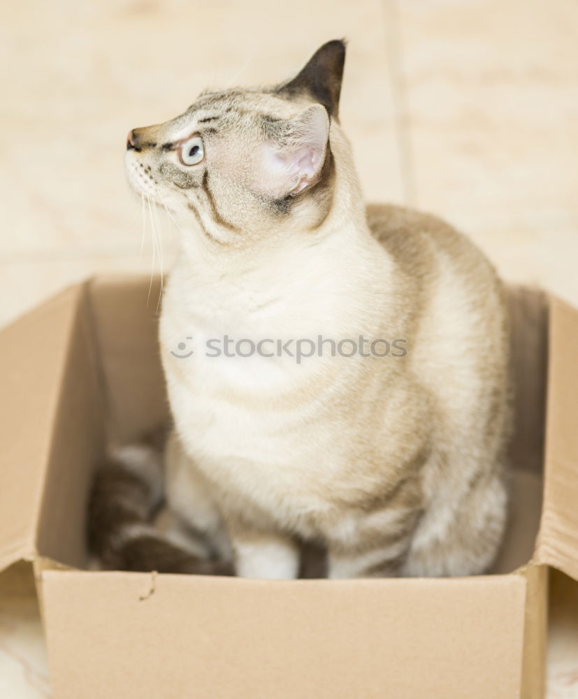 Similar – Cat in carton Animal Pet 1