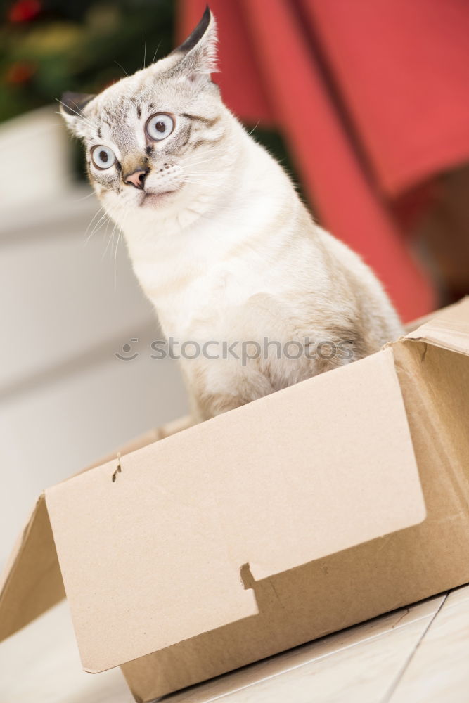 Similar – Cat in carton Animal Pet 1