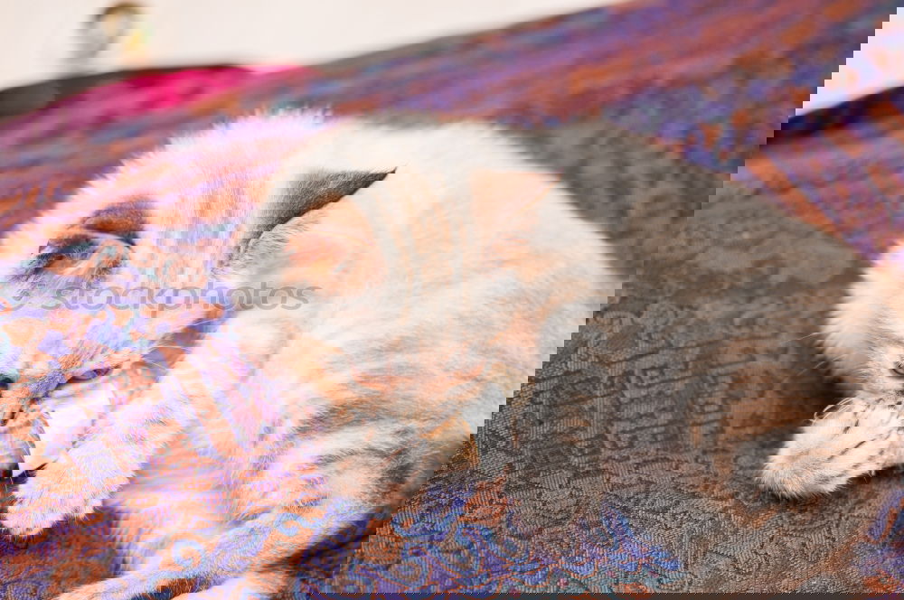 Similar – Image, Stock Photo Cat’s life!