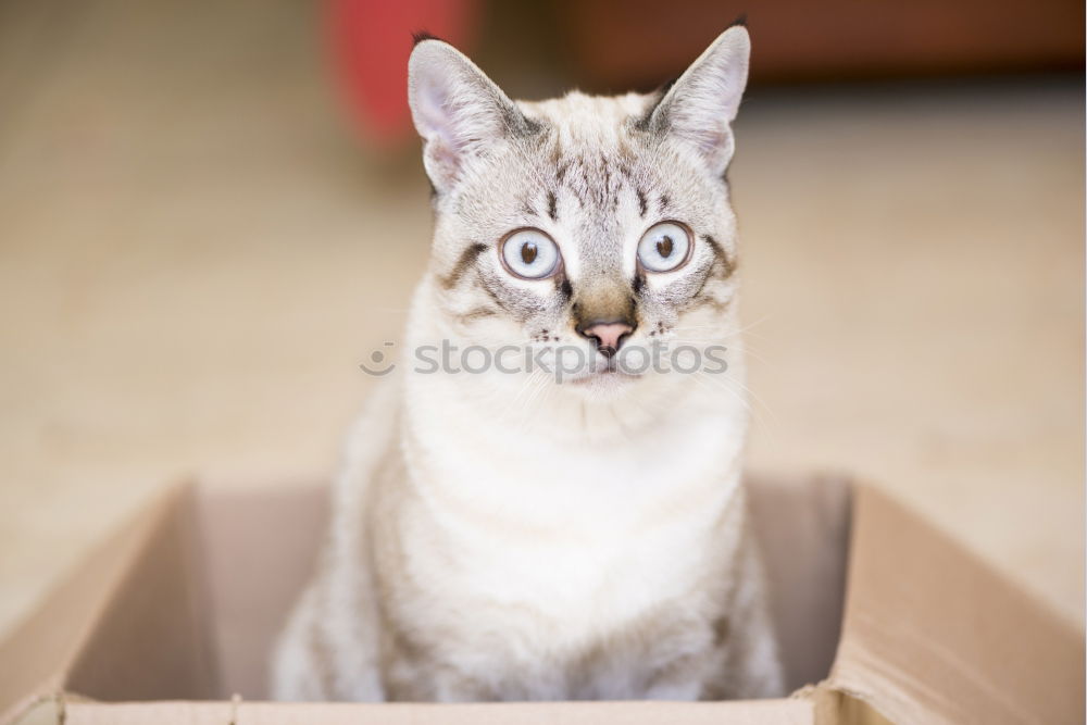 Similar – Cat in carton Animal Pet 1