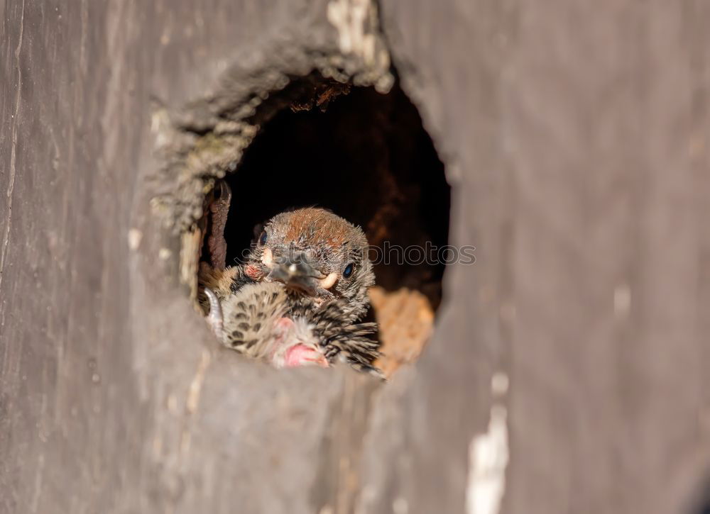 Similar – Image, Stock Photo Woodpecker building his nesting cave