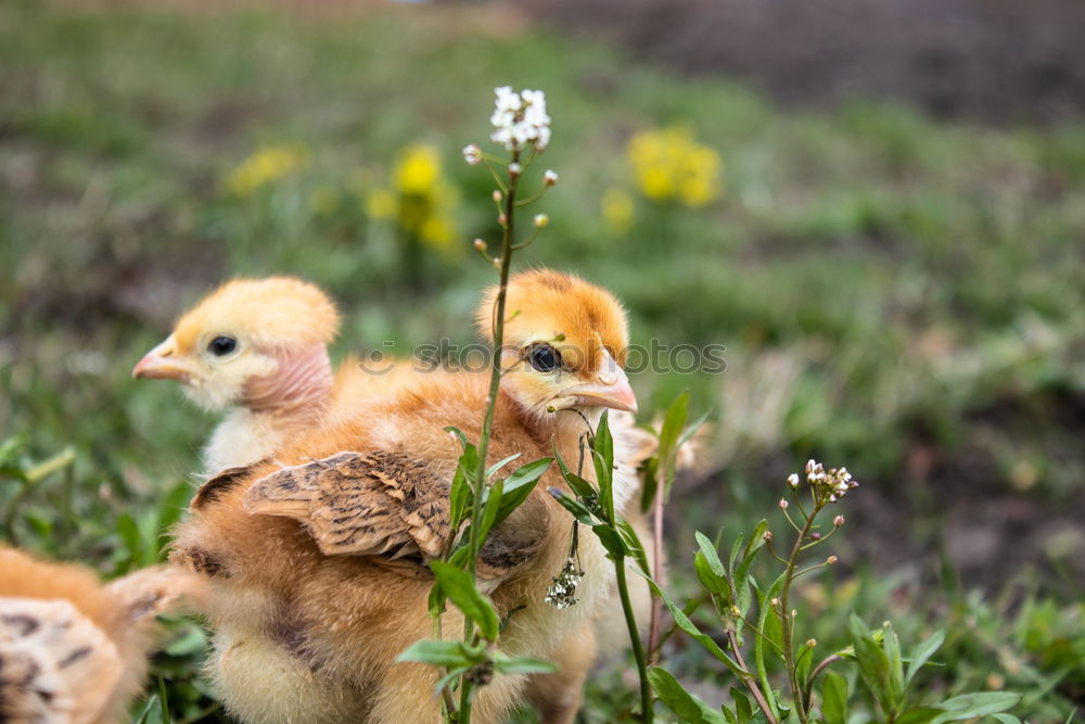 Similar – Image, Stock Photo Chickens looking for food in a farm yard