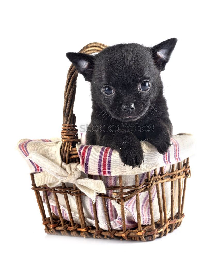 Similar – Image, Stock Photo Boston Terrier, trip.