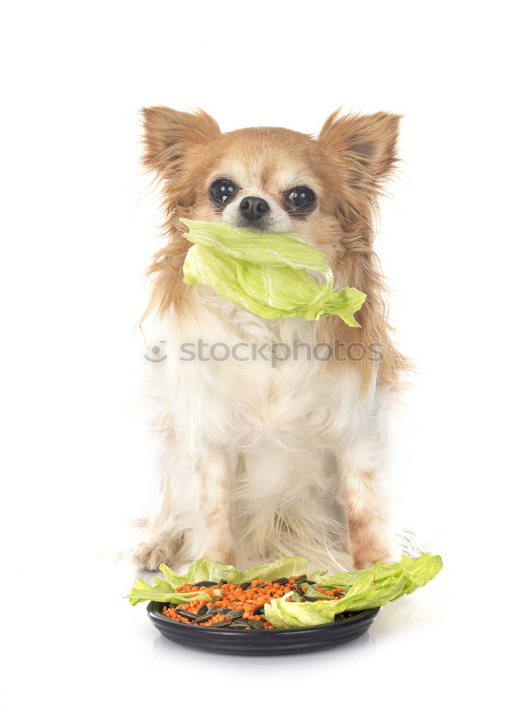 Similar – Image, Stock Photo Small dog with cucumber slices on his face