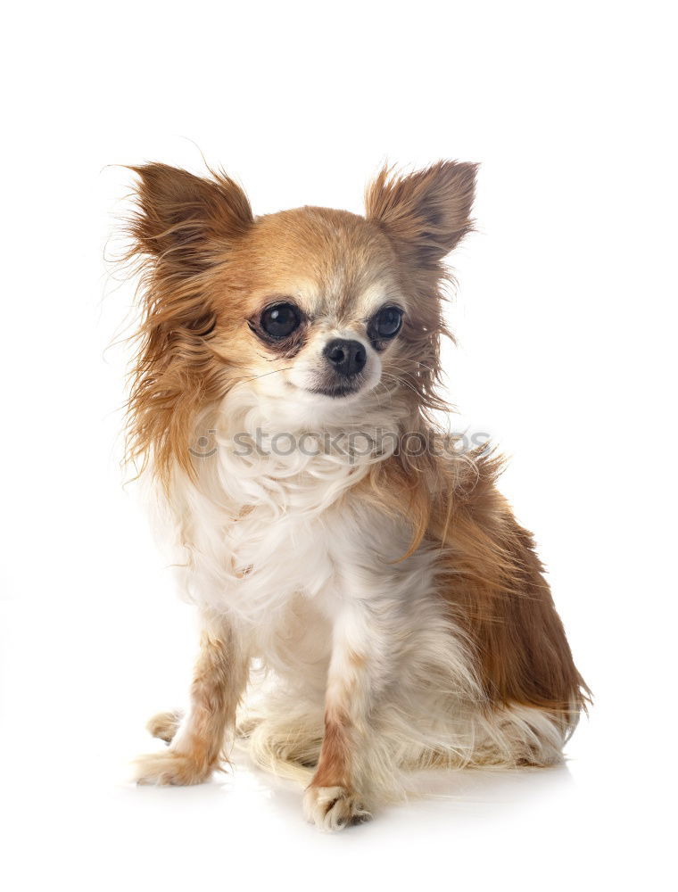 Similar – Image, Stock Photo dog Animal Pet Dog