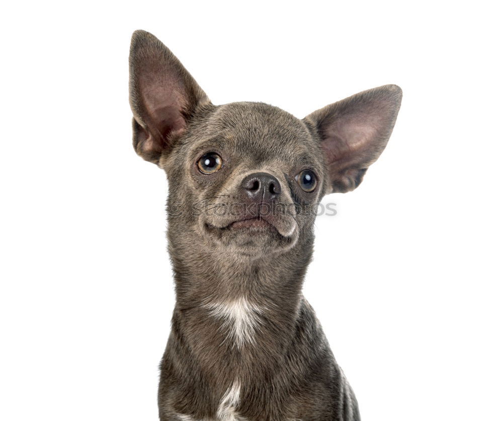 Similar – Boston Terrier Puppy Studio Portrait