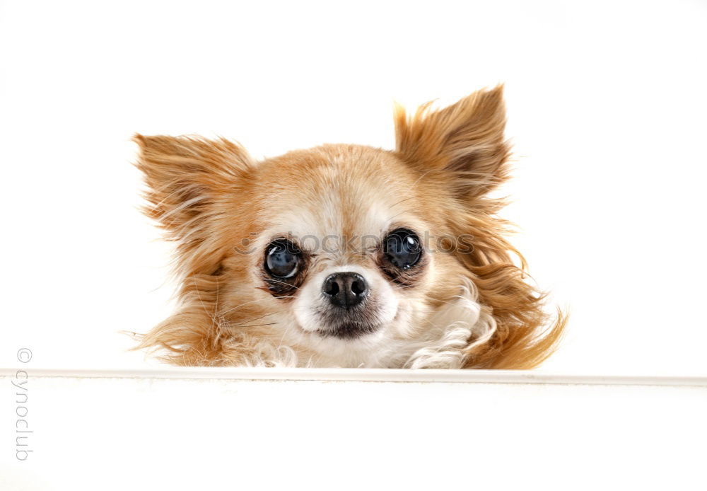 Similar – portrait of a cute dog sitting on bed with a red heart.