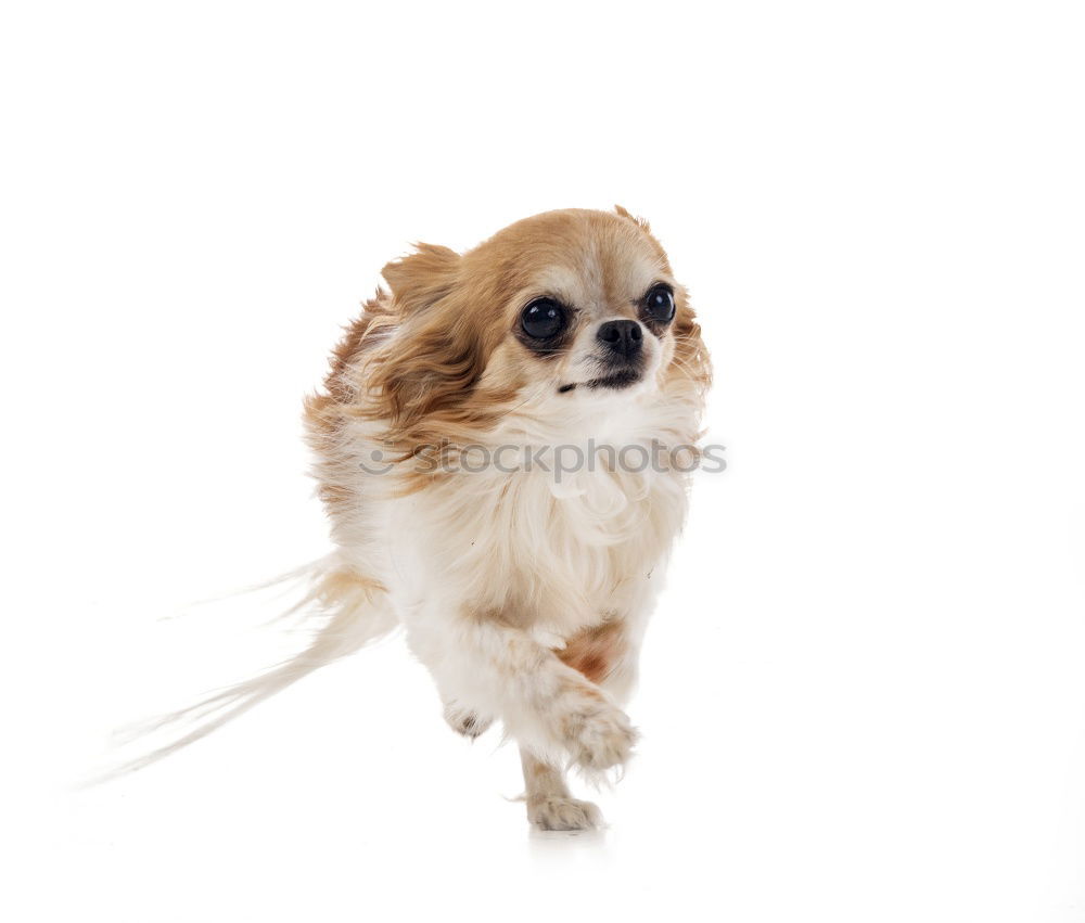 Similar – Image, Stock Photo Flying Havanese Nature Air