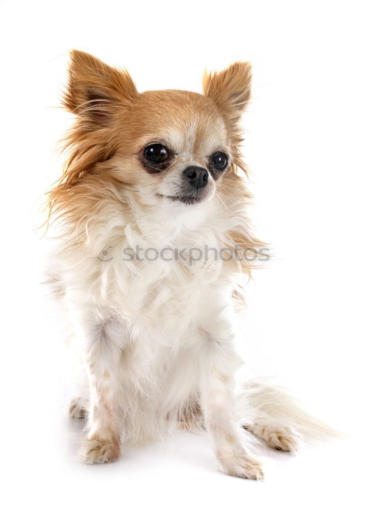 Similar – Image, Stock Photo dog Animal Pet Dog