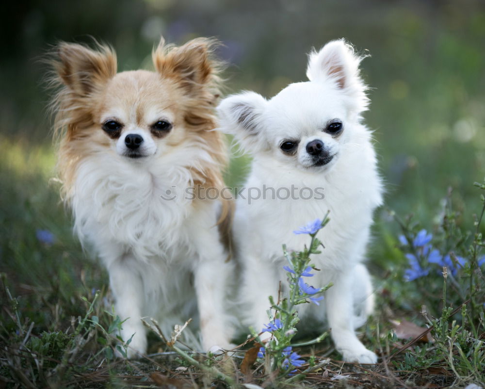 Similar – Image, Stock Photo Curious puppies Animal Pet