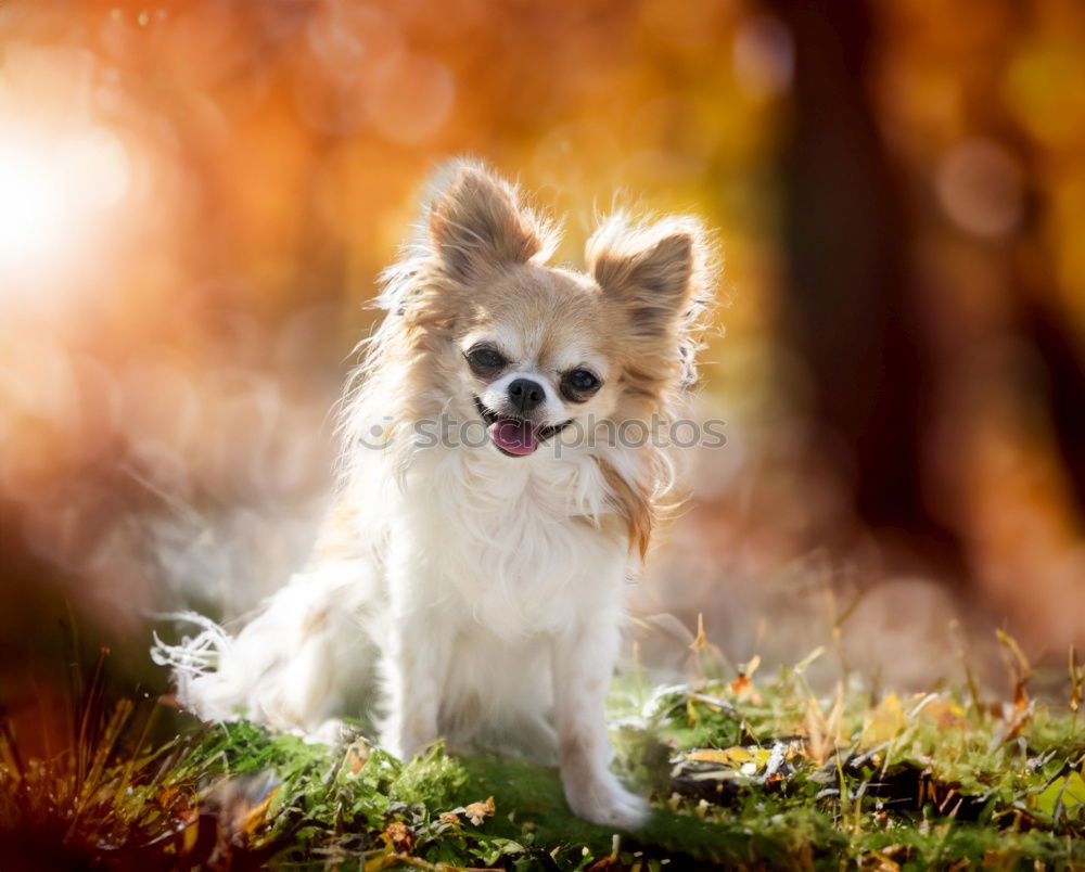 Foto Bild Kleiner Herbststurm Freude