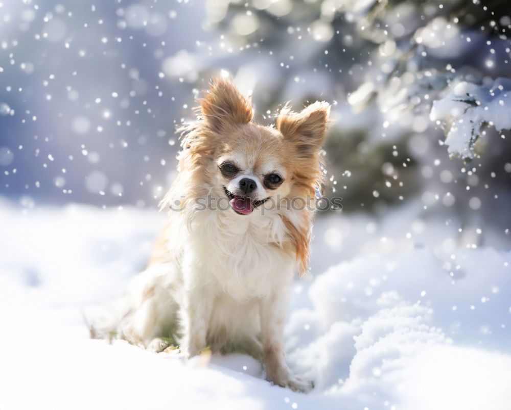 Similar – Image, Stock Photo barnie Winter