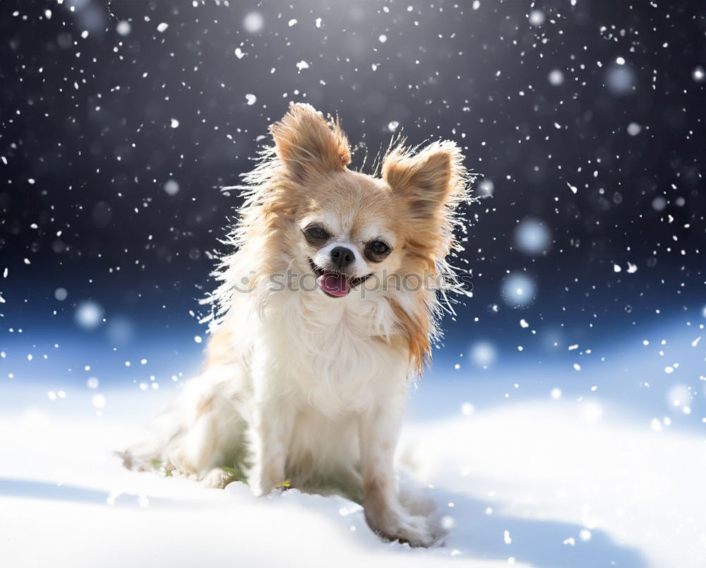 Similar – Image, Stock Photo barnie Winter