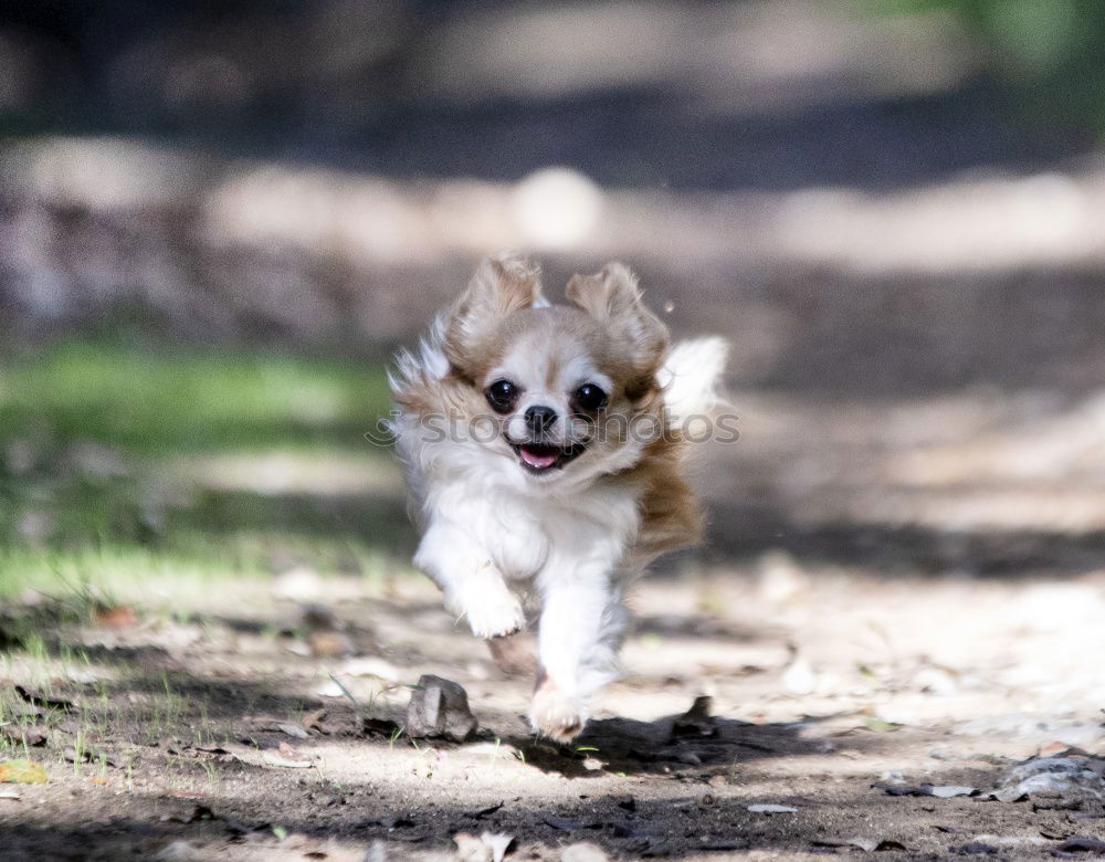 Similar – Image, Stock Photo Mr. Schröder in happiness II