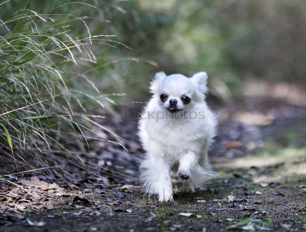 Similar – Image, Stock Photo A gray and white young Australian Shepherd dog with black and light brown spots stands on his paws and looks to the right against a blurred background.