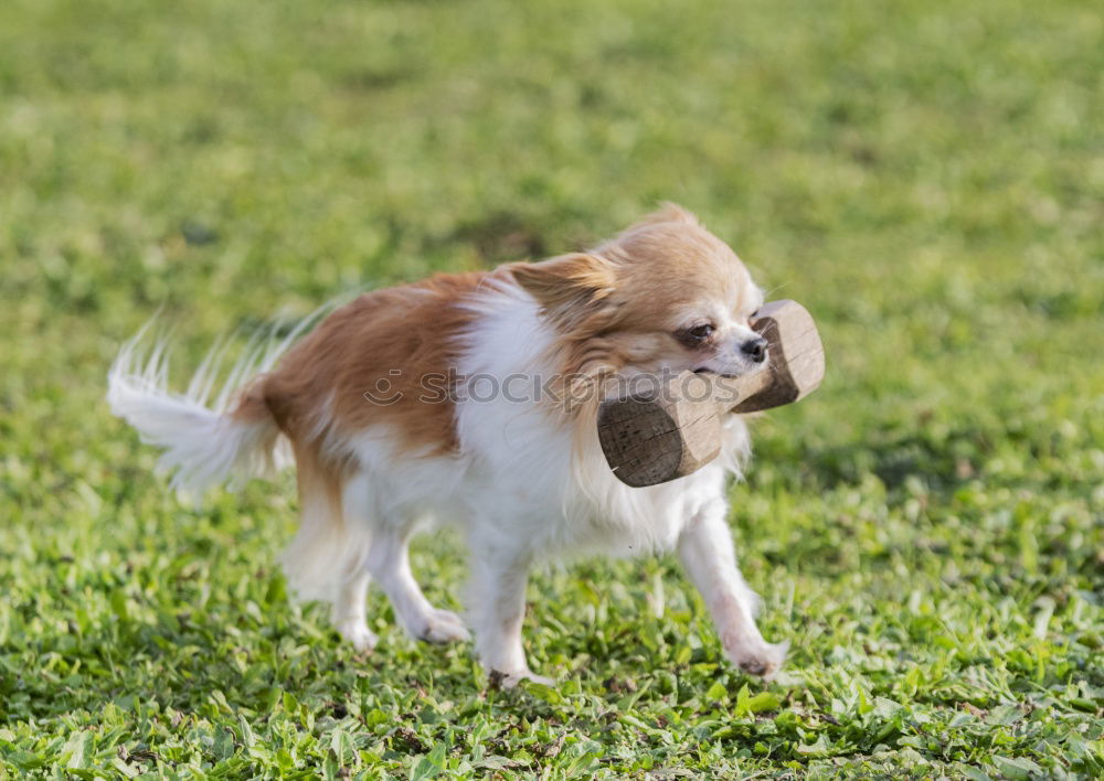 Similar – Foto Bild Doggy Tier Haustier Hund 1