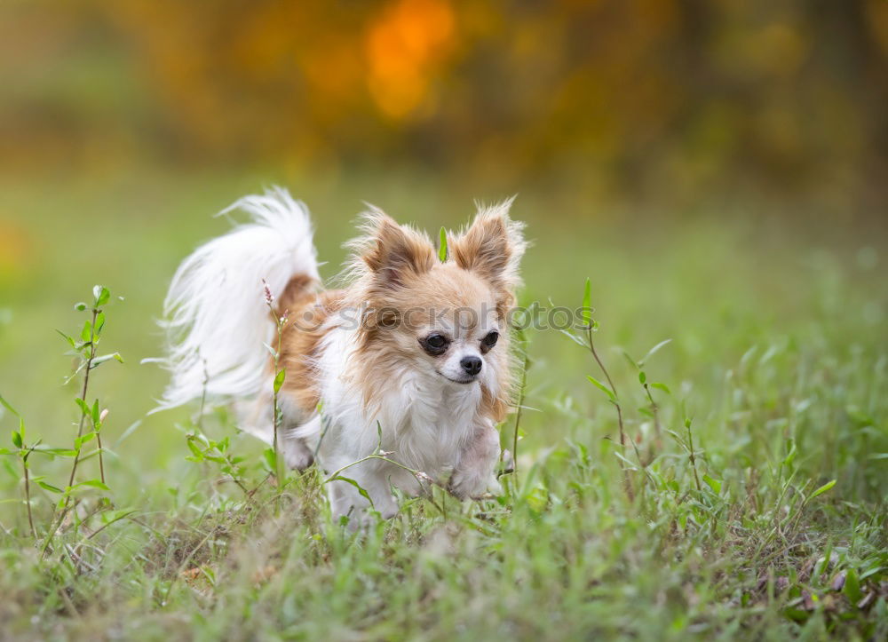 Similar – Easter dog. Art Esthetic