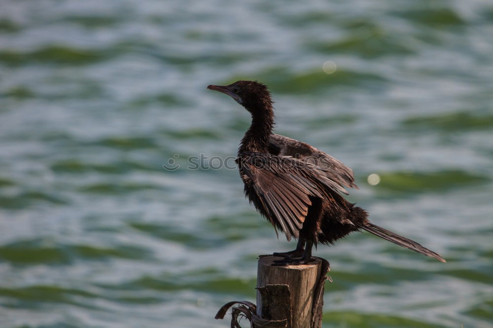 Similar – Image, Stock Photo Giant Kingfisher