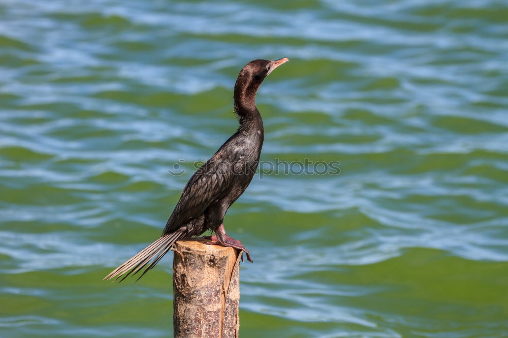 Similar – Image, Stock Photo Giant Kingfisher