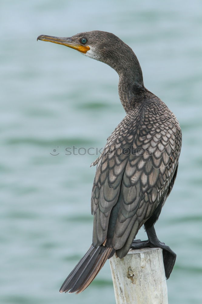 Similar – Image, Stock Photo Giant Kingfisher