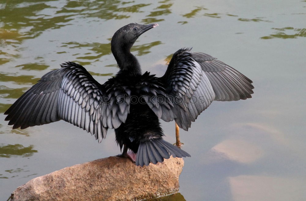 Similar – fast food Blackbird Bird