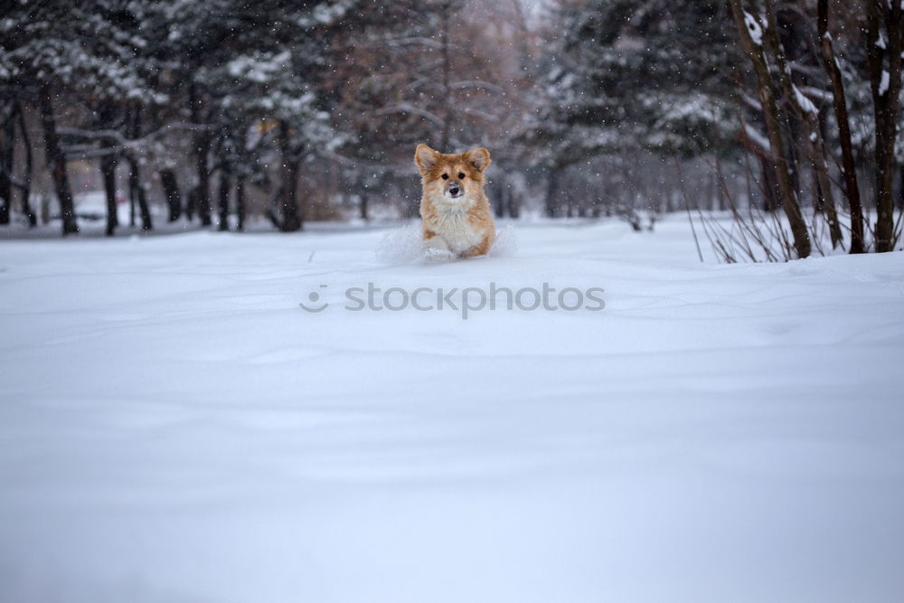 Similar – Image, Stock Photo Wild Dog 01 Nature Winter