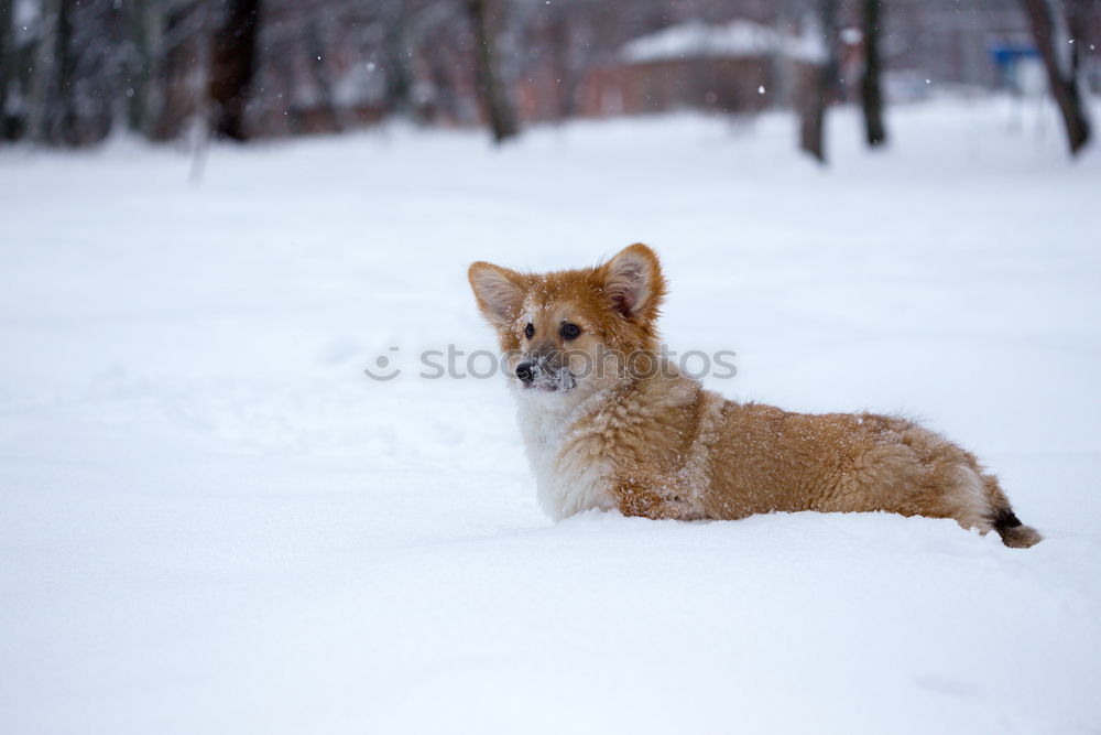 Similar – Image, Stock Photo Wild Dog 01 Nature Winter