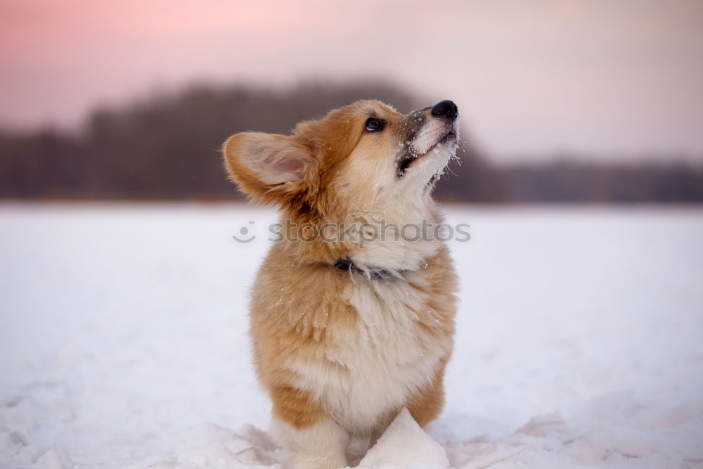 Similar – Image, Stock Photo barnie Winter