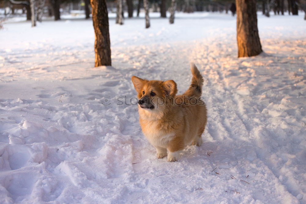 Similar – Vorweihnachtlich Winter