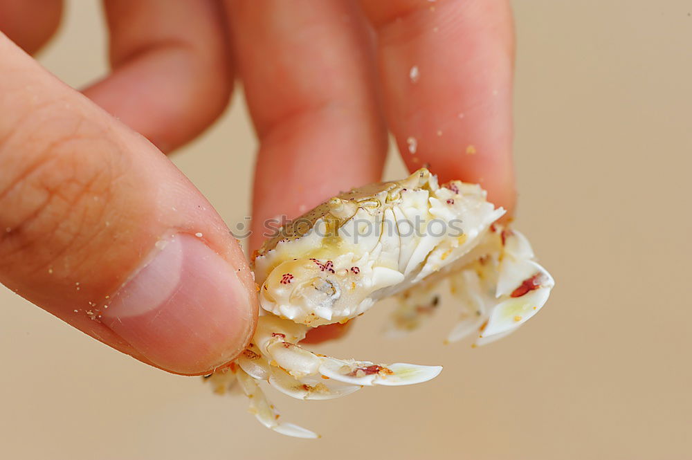 Young water frog sitting on hand