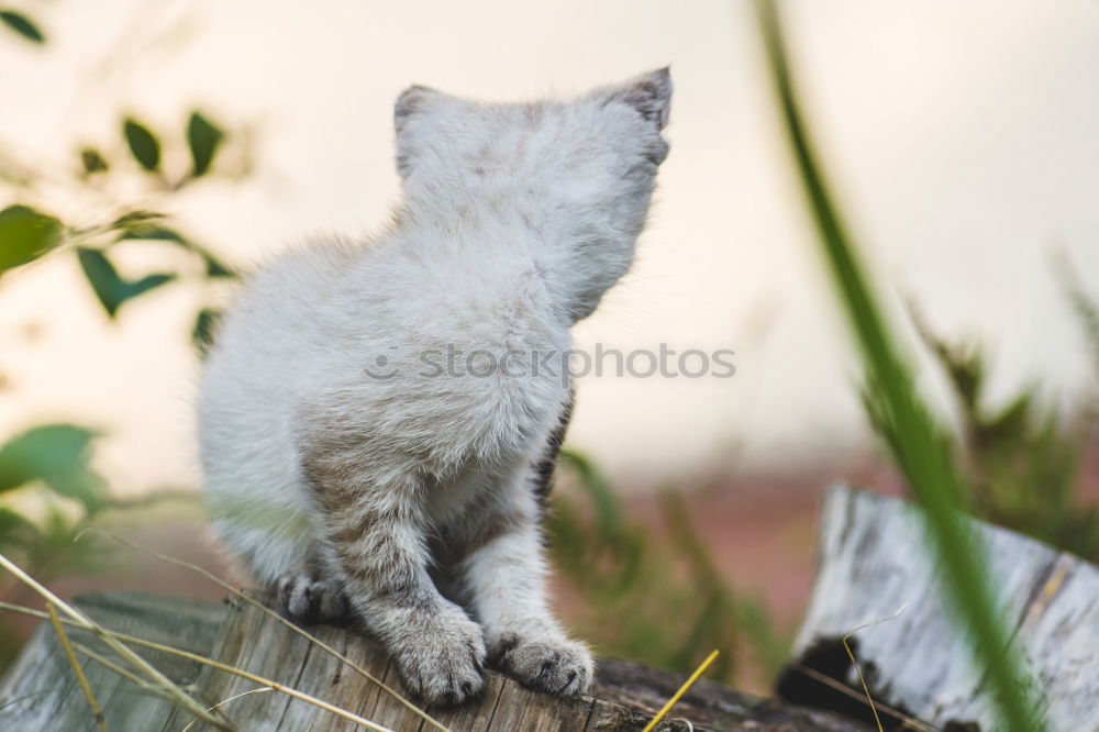 Similar – Image, Stock Photo Cat Lola in the garden