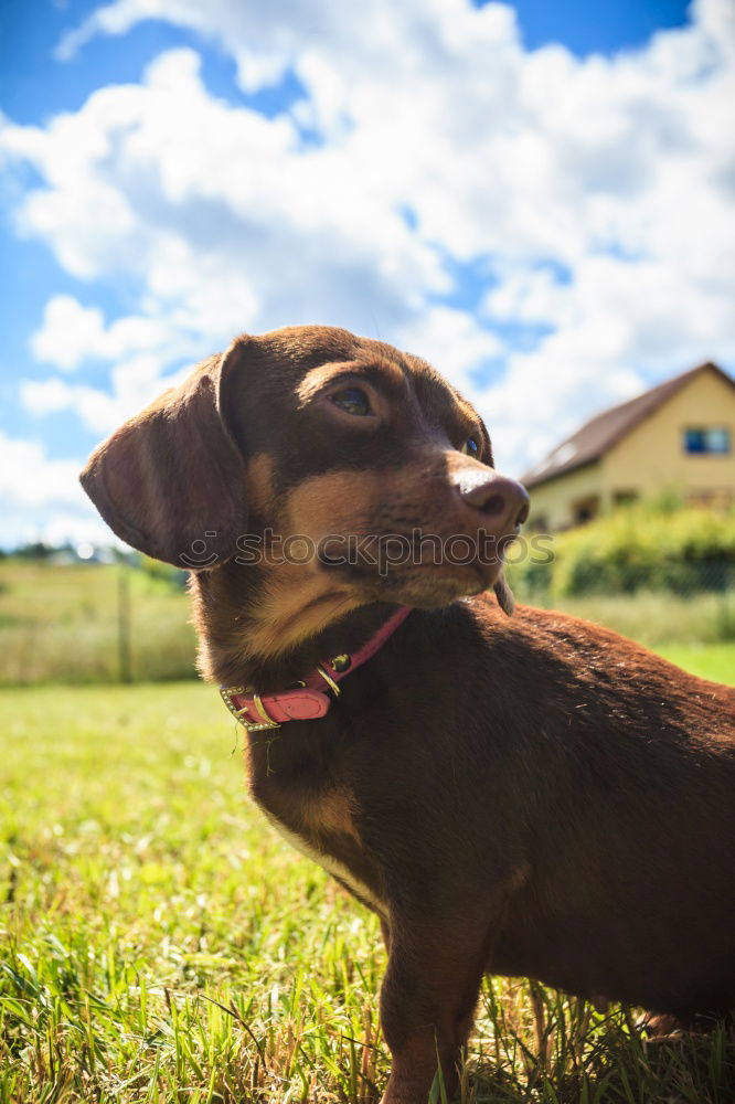 Similar – Image, Stock Photo Curiosity. Environment