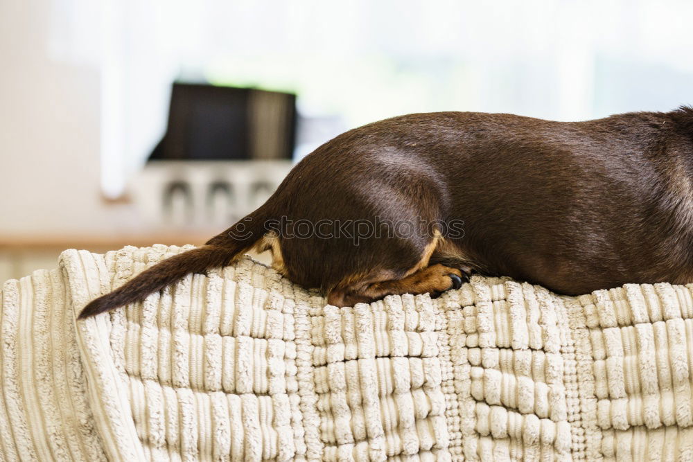 Similar – Image, Stock Photo treasure Animal Pet Dog