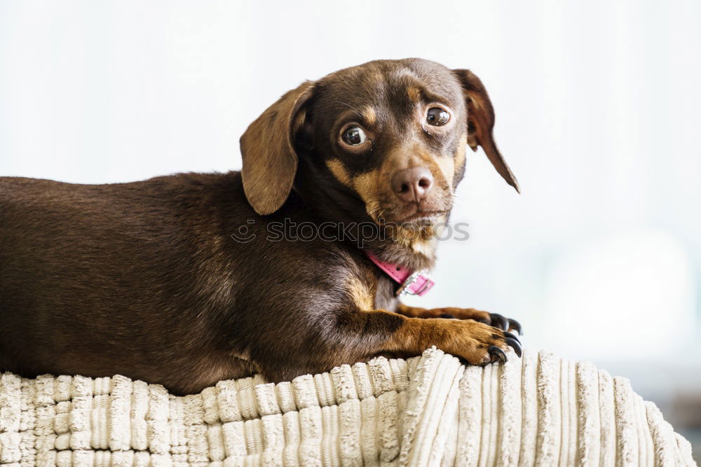 Similar – Image, Stock Photo treasure Animal Pet Dog